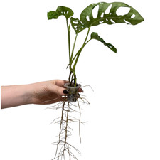 Monstera Adansonii 'Monkey Mask' – Rooted Cutting | Iconic Swiss Cheese Plant