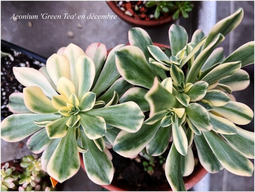 Aeonium Green Tea - 1 plant - Imagen 5 de 8