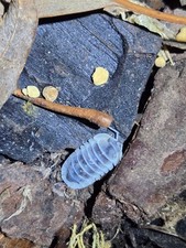 SALE Combo Pack Isopods - YOU PICK 3 12 1 each