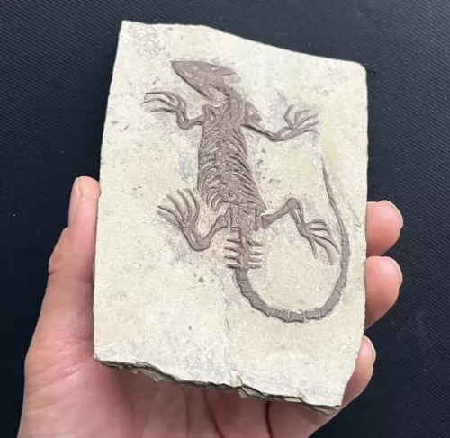 Chinese Real Monjurosuchus Choristodera Fossil Rare Collection Exotic and rare - Picture 2 of 6