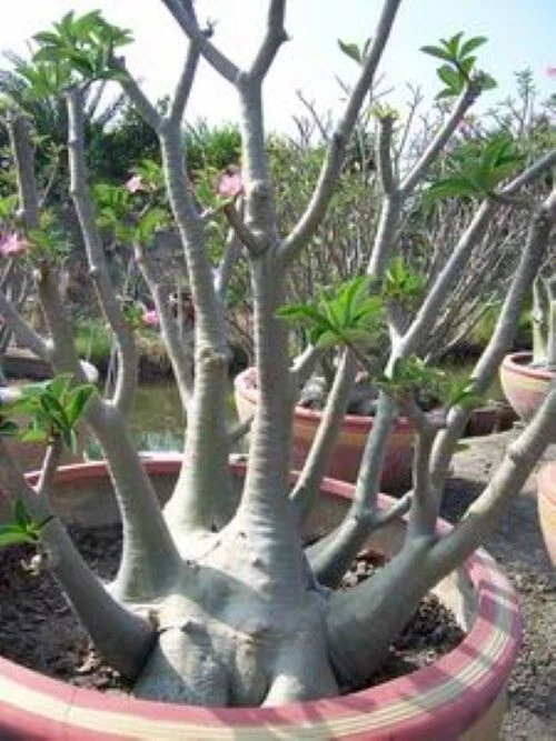 Adenium Arabicum 'Yemen', 10 seeds - Image 2 of 4