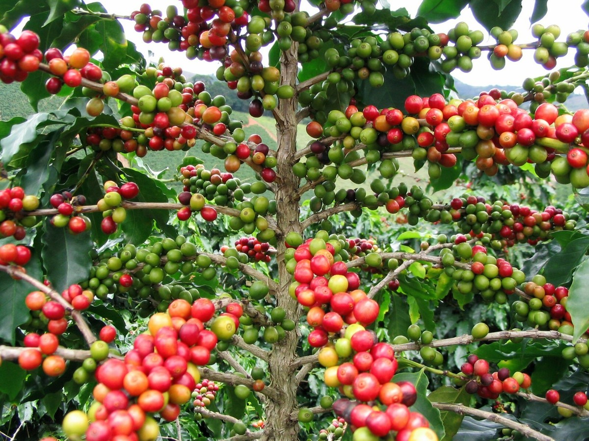 Arabian Coffee Shrub, Coffea arabica, Shrub Seeds | eBay