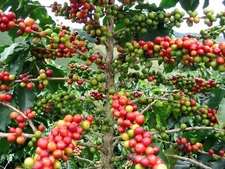 Arabian Coffee Shrub, Coffea arabica, Shrub Seeds