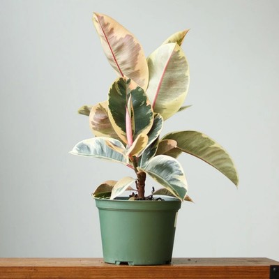 Ficus elastica  Tineke    Variegated Rubber Plant