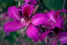 Purple Orchid Tree, Bauhinia Purpurea, Tree Seeds