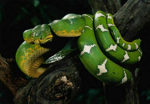 386903 Emerald Tree Boa Snake Wrapped Around Tree Branch WALL PRINT POSTER UK - Picture 1 of 7