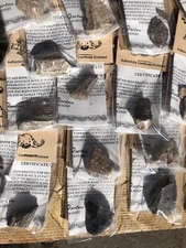 GENUINE DINOSAUR BONE SPECIMEN AUTHENTICITY CERTIFIED Collectors Fossil