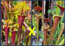 2024 SARRACENIA SEEDS: FLAVA RUBRICORPORA (MK F49 X DON’S RED) X (FLAVA X ALATA)