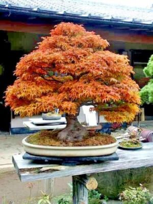 bonsai nordmanntanne Bonsai Carmona forma S – Secret Garden Plant Shop main image 0