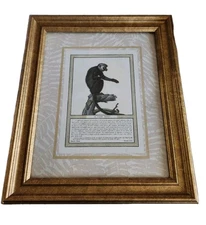 Nicholas Henri Jacob Stories Ok Sajou Monkey Nero 10x12 Framed Art Work Spider