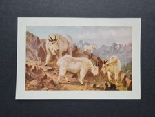 Antique 1907 print - Mountain Goats Feeding - Canada - Mower Martin