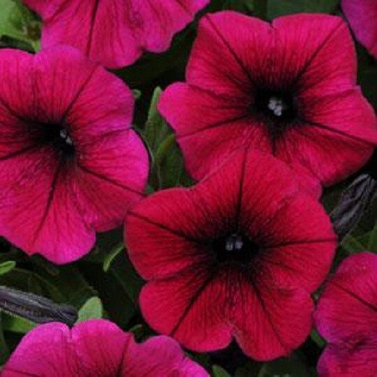 petunia-925orenge♡ Petunia F1 Trilogy™ Series - American Takii