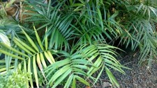 Chamaedorea radicalis BAMBOO PALM - Very Cold Hardy - Seeds!