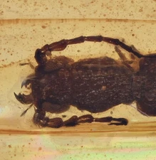 Carabidae (Ground Beetle), Fossil Insect Inclusions in Burmese Amber