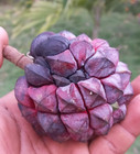 Duguetia aff Confusa — photo 1
