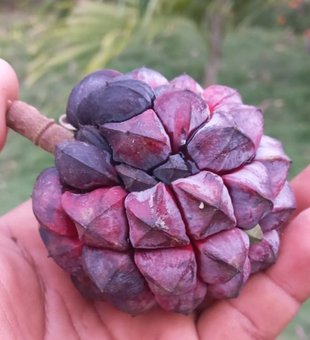 Duguetia aff Confusa