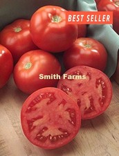 50 Seeds Florida Special Tomato Easy Vegetable Garden Planting Edible