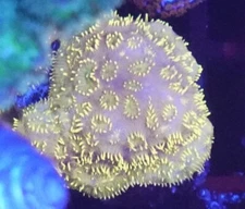 [WYSIWYG] WWC Golden Pavona Frag #3 Easy SPS Live Coral