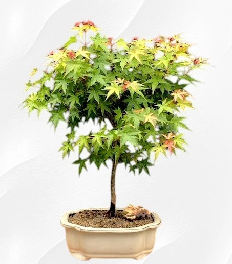 Green Japanese Maple Bonsai Tree Live Plant Dwarf Acer Palmatum Outdoor 17"H - Image 2 of 2