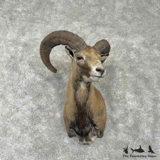 #31751 EL| Armenian Mouflon Ram Taxidermy Shoulder Mount For Sale