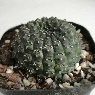 4-5cmEuphorbia gymnocalycio Rarecactus succulent plant family gardenRarecactus