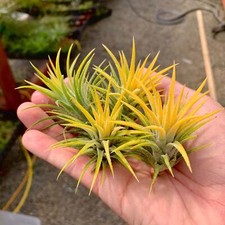 Ionantha Druid Air Plant Turns YELLOW When In Bloom