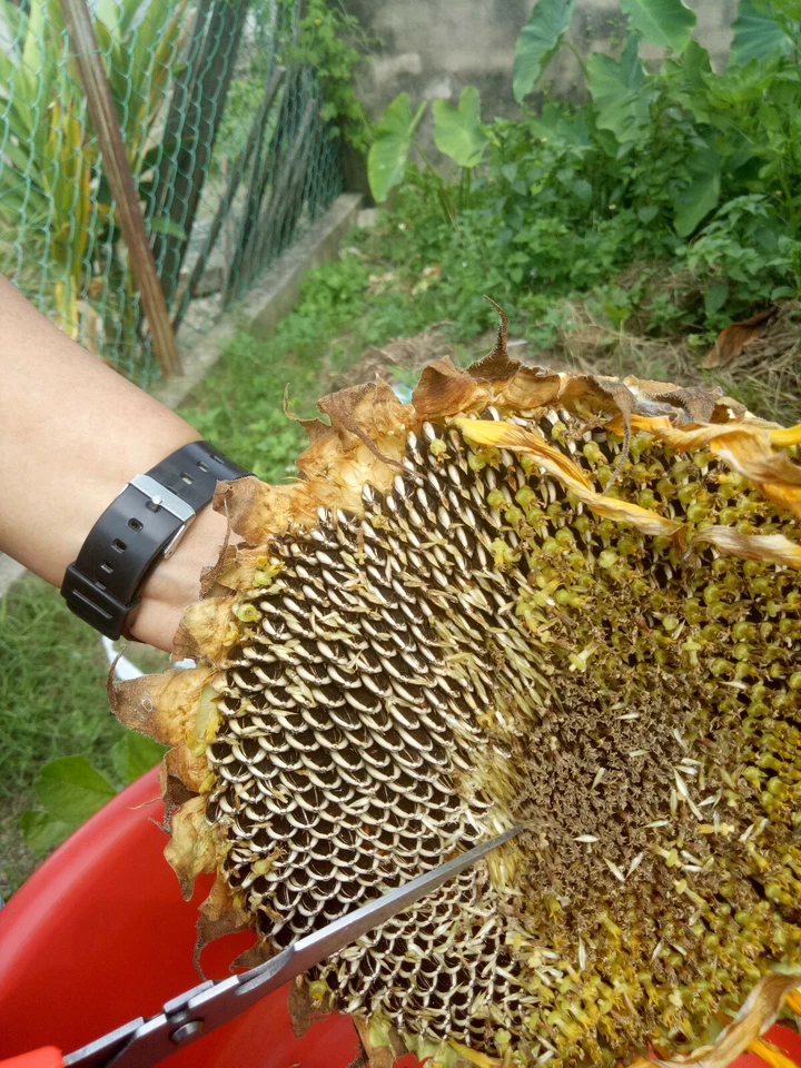 large sunflower : true breed tropical vegetable seeds - Image 2 of 3