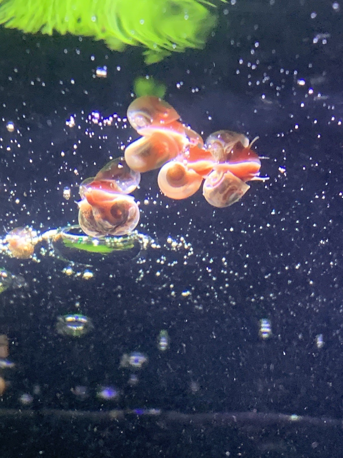 20 + 5 FREE Live Aquarium & Pond Snails Freshwater ( RAMSHORN ) Plus Stems Plant