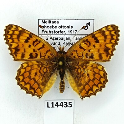 Nymphalidae, Melitaea phoebe ottonis, male, B, Azerbaijan