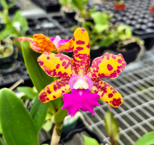 Cattleya Orchid Plants | eBay
