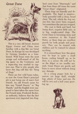 Great Dane - CUSTOM MATTED - Vintage Dog Art Print - 1954 M. Dennis