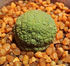 50x Pseudolithos migiurtinus seeds