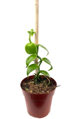 buy large snake plant Indoor Snake Plant (Dracaena Trifasciata) main image 1