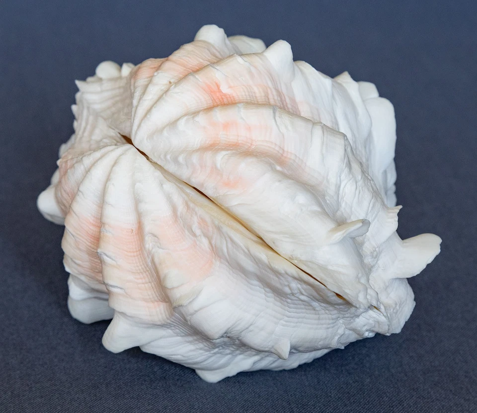 Large Fluted TRIDACNA SQUAMOSA CLAM Sea Shell Matching Halves 6 1/4" Pinkish - Image 2 of 4