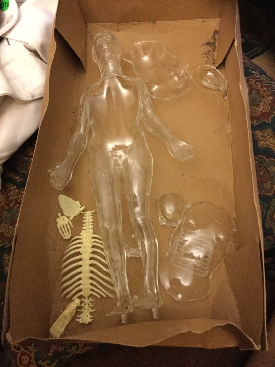 希少 Skil Craft Visible Woman Anatomy Kit Craft House Corporation Visible Woman Anatomy & Biology Model Kit