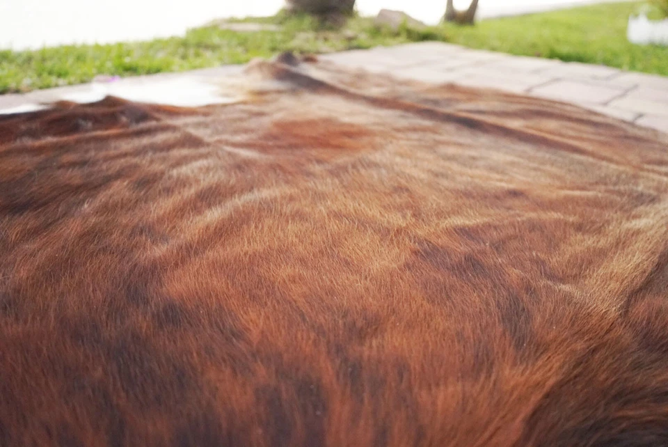 Alfombra de cuero de vaca Brindle Rodeo pelo en alfombra de cuero auténtico tamaño aprox 6x7 pies Foto 4 de 4
