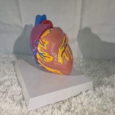 GPI Anatomical Heart Model, 2 Part - GP2500
