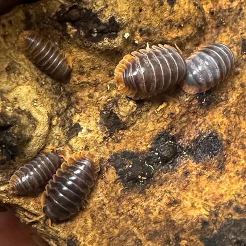 Isopod Factory 12+ Cubaris  Iriomotensis Miyako Isopods Bioactive  Clean Up Crew - Picture 1 of 10