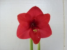 1  Amaryllis Cross "Red Patriot" Hippeastrum Plant  6-12 cm. circumference