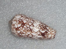 CONUS OMARIA VAR. CONVOLUTUS AWESOME