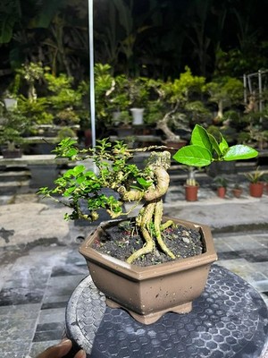 Juniperus Chinensis Tanuki Shosin | Actual Bonsai Tree | Real Picture