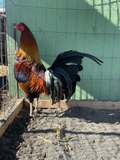 12 Chicken Hatching Eggs