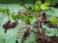 Pilea Ableger - Setzlinge (sehr gut bewurzelt) - Glückstaler - Geldbaum