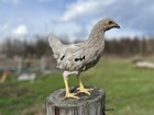 6+ Lavender/Splash Indio Gigante F1 Hybrid Hatching Eggs! RARE! — photo 8