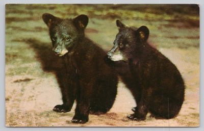 Vintage Black Bear Cubs Color Postcard by Mike Roberts Berkeley CA
