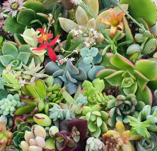 TLC SUCCULENT Cuttings: 25 Pack Various Echeveria Grapto Pachy Collectors Mix - Picture 6 of 7