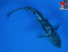 7" KUMONRYU Live Koi Fish Garden Pond 10/31