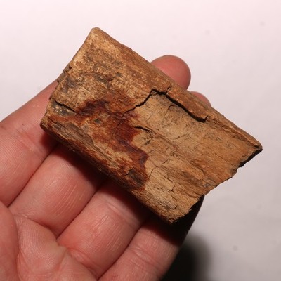 Nice Dinosaur Rib - Authentic Fossil - Beauty Hell Creek Formation Cretaceous