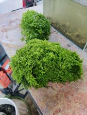 5 assorted moss mixture on a 4*4 in. coconut shell, Starter Of Mini Garden.