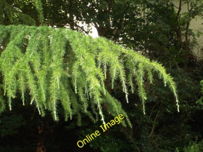 Foto 6x4 Deodar Zeder (Cedrus deodara) Shooting, St Nicholas Park, Warwick c2014